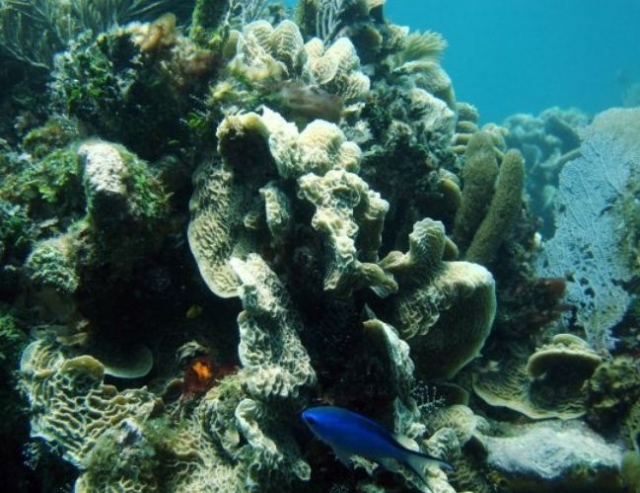  Wonders of the seabed 